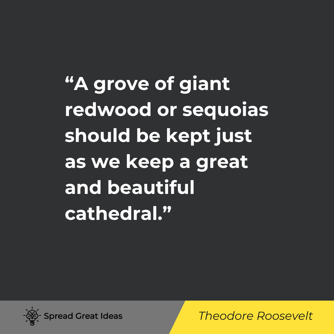 Theodore Roosevelt quote: A grove of giant redwood or sequoias should be kept just as we keep a great and beautiful cathedral.